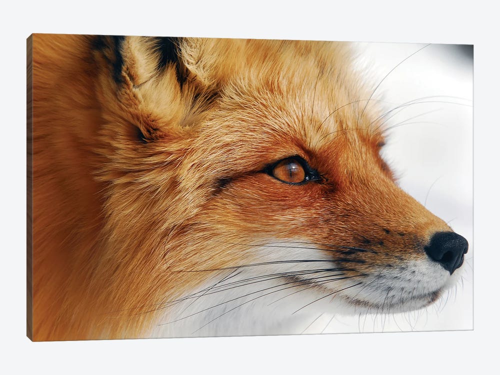 Red Fox Canvas Artwork by Alain Turgeon | iCanvas
