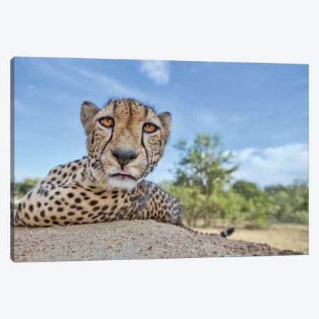 Hungry Cheetah Canvas Print #OXM3258} by Alessandro Catta Canvas Artwork