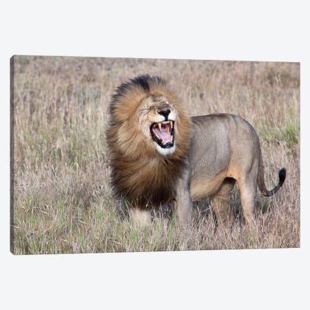 Lion Canvas Print #OXM3259} by Alessandro Catta Canvas Wall Art