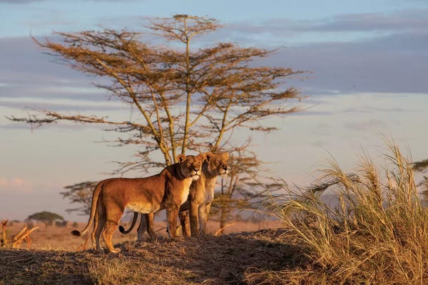 Africa: Sisters by Alessandro Catta