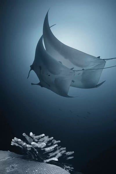 Rays: Sonata by Andrey Narchuk