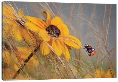 Colors Of Summer Canvas Art Print - Ladybug Art