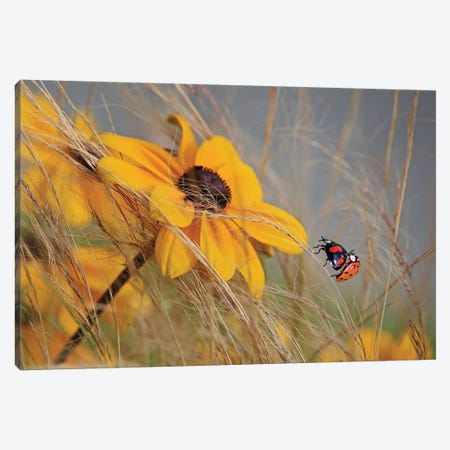 Colors Of Summer Canvas Print #OXM3301} by Anna Cseresnjes Canvas Artwork