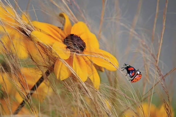 Ladybugs: Colors Of Summer by Anna Cseresnjes
