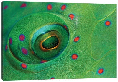 Fish Eye Canvas Art Print