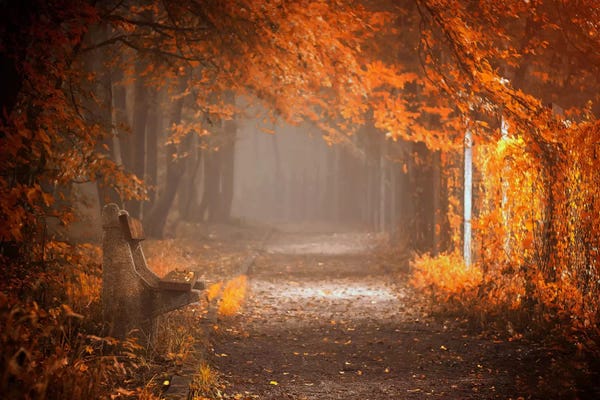 Trails, Paths & Roads: Waiting To Fall by Ildiko Neer