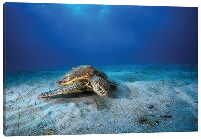 Green Turtle In The Blue Canvas Art Print - Turtle Art