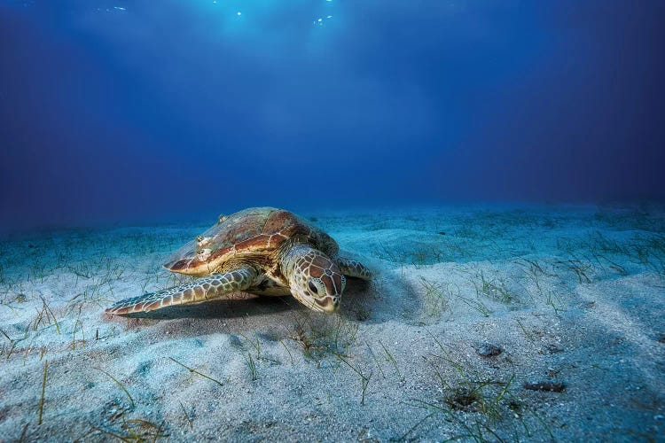 Green Turtle In The Blue