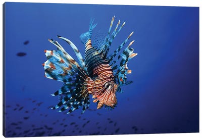 Lionfish Canvas Art Print