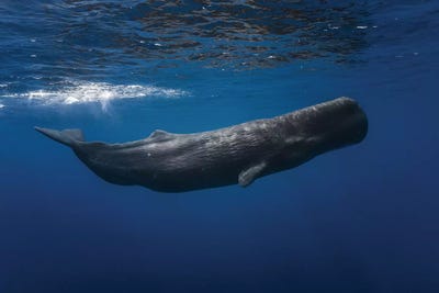 Sperm Whale by Barathieu Gabriel canvas print