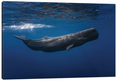 Sperm Whale Canvas Art Print