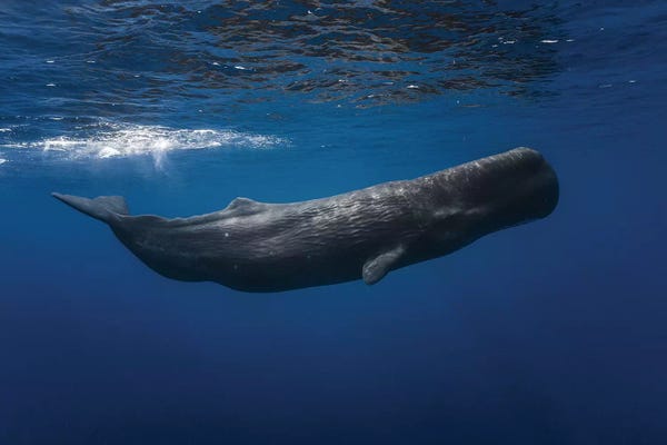 Barathieu Gabriel: Sperm Whale by Barathieu Gabriel
