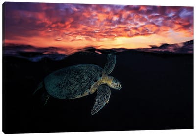 Sunset Turtle Canvas Art Print