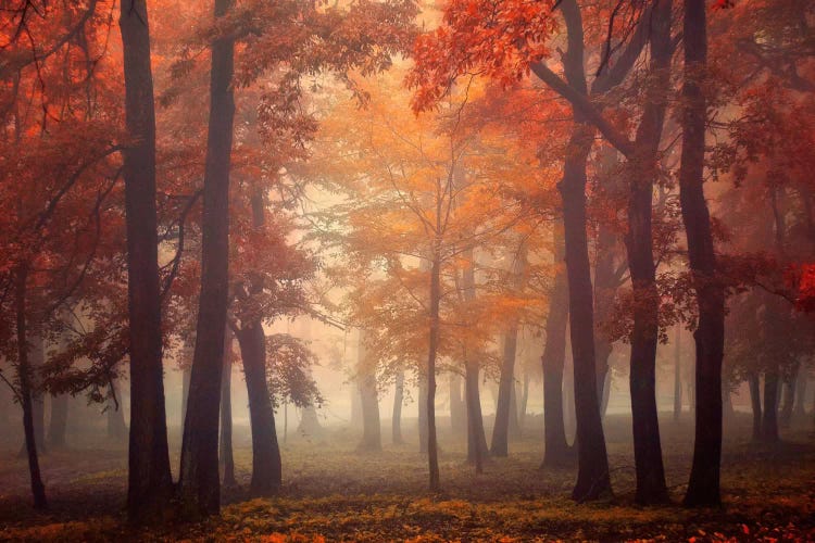 Feel by Ildiko Neer wall art