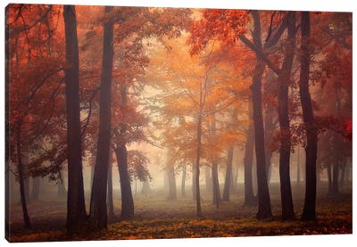 Feel Canvas Art Print - Colors of Fall