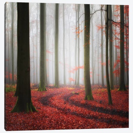 Autumnal Tracks Canvas Print #OXM3382} by Carsten Meyerdierks Canvas Art