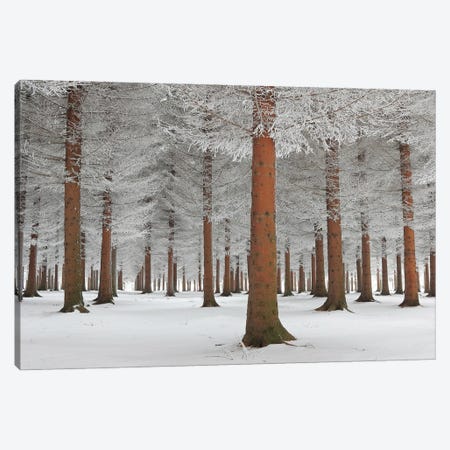 Magical Forest Canvas Print #OXM3448} by Dragisa Petrovic Art Print