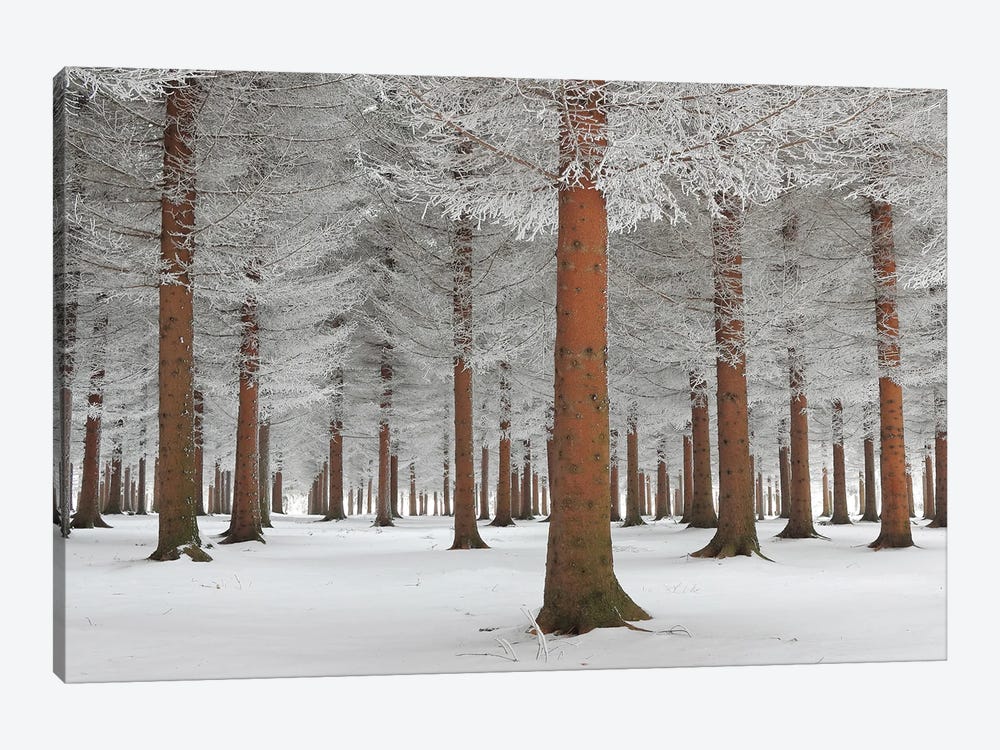 Magical Forest 1-piece Canvas Wall Art