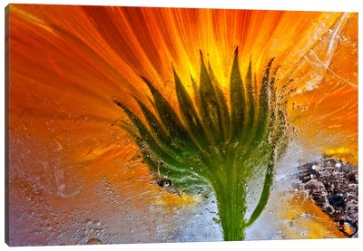 Frozen Marigold Canvas Art Print - Colors of the Sunset