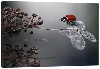 Ladybird On Hydrangea Canvas Art Print