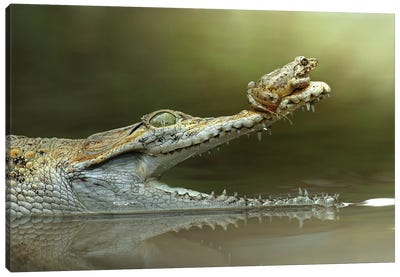 I Will Survive Canvas Art Print - Crocodile & Alligator Art