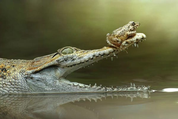 Alligators & Crocodiles: I Will Survive by Fahmi Bhs