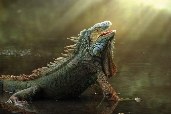Lizards: Morning Light by Fahmi Bhs