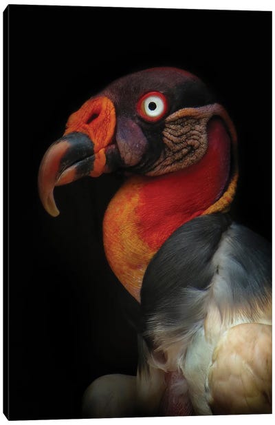 King Vulture (Sarcoramphus Papa) Canvas Art Print - Vultures