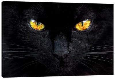 The Hypnotist Of The Night Canvas Art Print - Black Cat Art