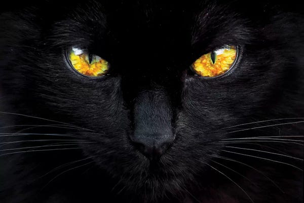 Black Cats: The Hypnotist Of The Night by Ferdinando Valverde