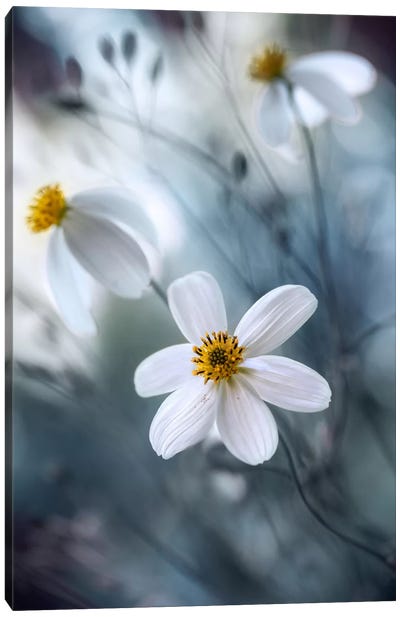 Cosmos I Canvas Art Print - 1x Floral and Botanicals