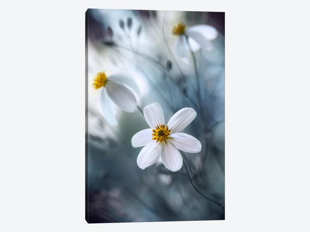 Cosmos I by Mandy Disher 1-piece Canvas Wall Art