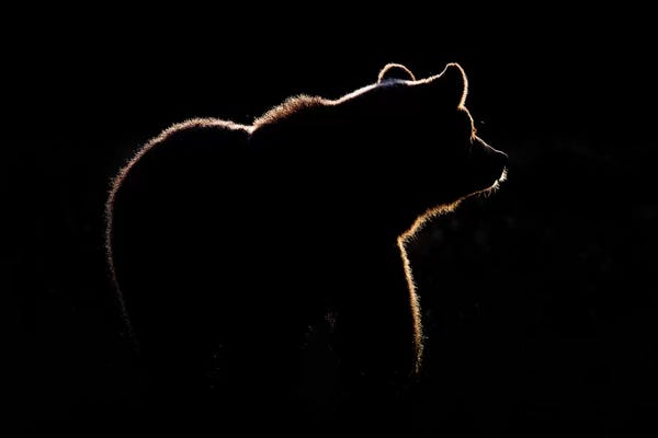 Grizzly Bears: Highlight by Gorazd Golob
