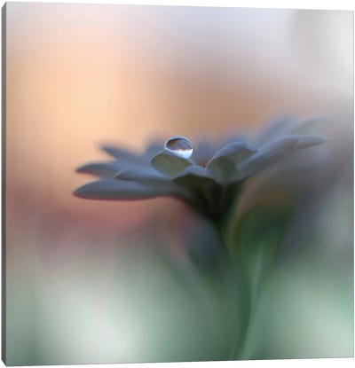 Eyes Of The Light... Canvas Art Print - 1x Scenic Photography