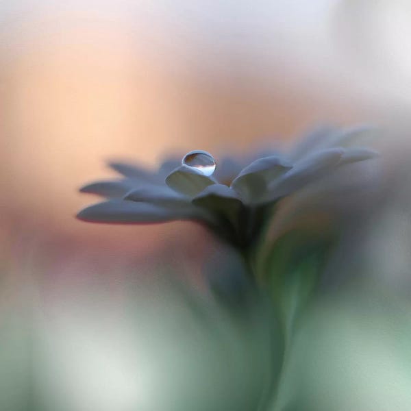 Nature Close-Ups: Eyes Of The Light... by Juliana Nan