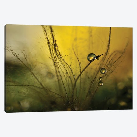 A Golden Morning Shower Canvas Print #OXM3542} by Heidi Westum Canvas Art