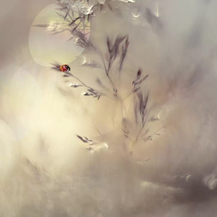 Little Lady by Heidi Westum wall art