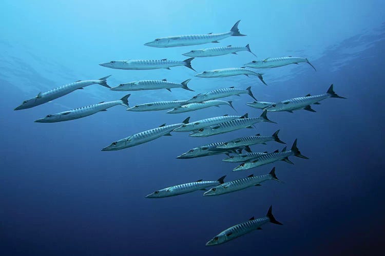 Barracudas