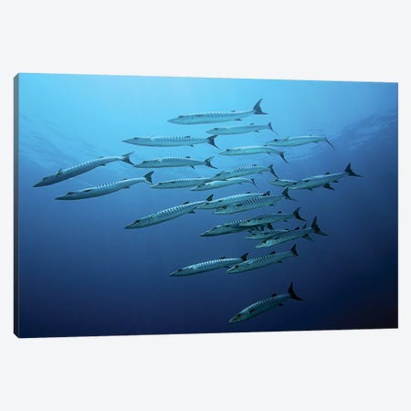 Barracudas Canvas Print #OXM3559} by Henry Jager Canvas Print