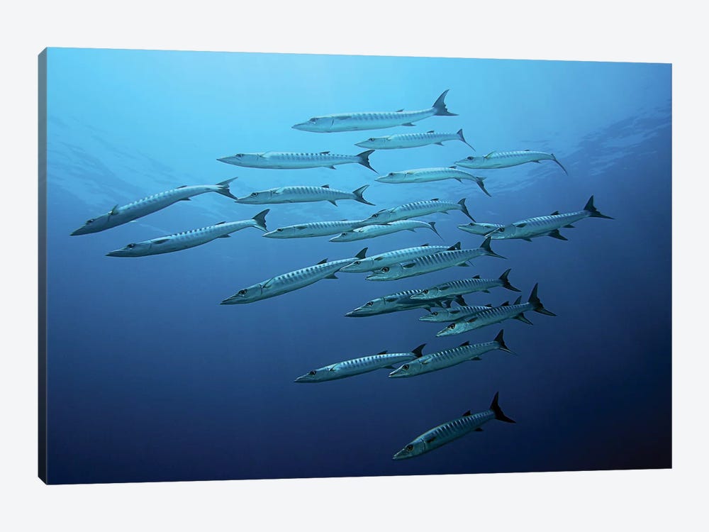 Barracudas by Henry Jager 1-piece Canvas Art Print