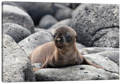 Galapagos Sea Lion Pup Canvas Art Print