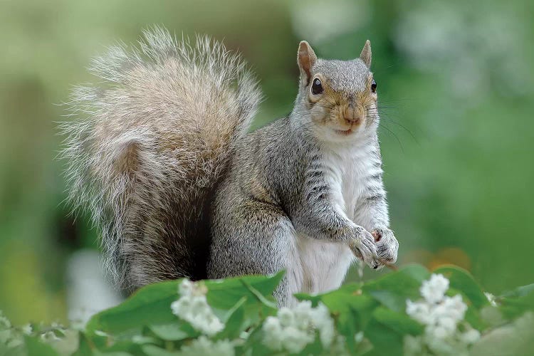 Eastern Grey Squirrel