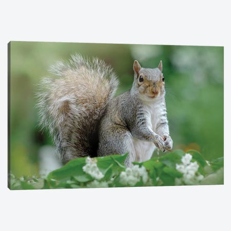 Eastern Grey Squirrel Canvas Print #OXM3598} by Jacky Parker Canvas Print