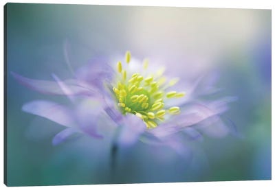Windflower II Canvas Art Print - 1x Floral and Botanicals