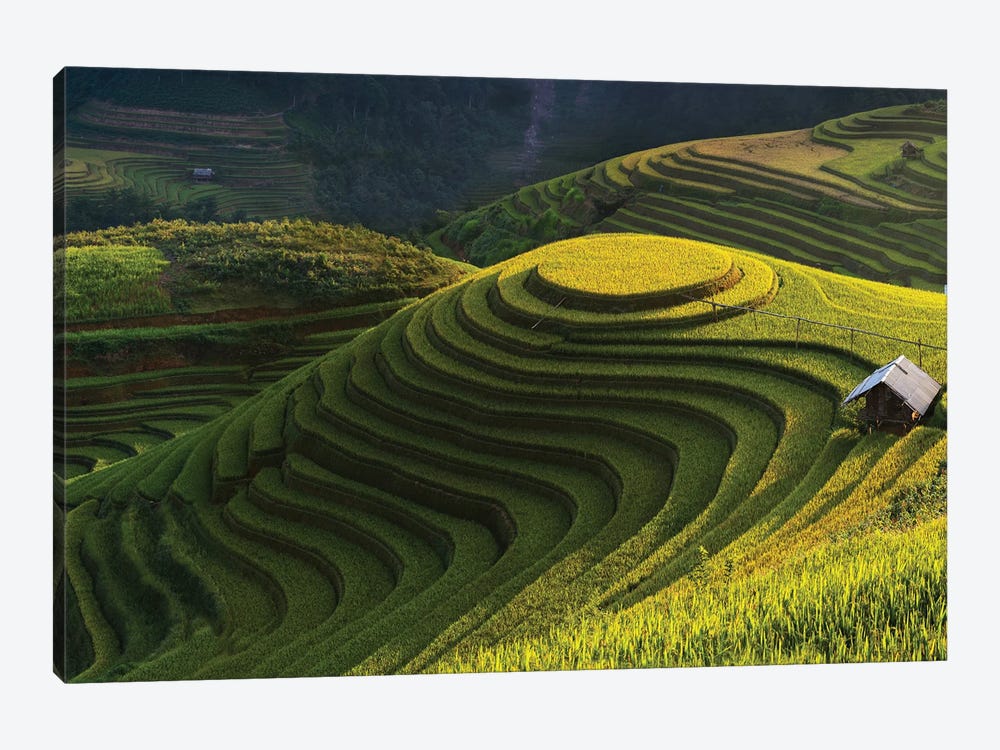 Gold Rice Terrace In Mu Cang Chai, Vietnam by Jakkree Thampitakkull 1-piece Canvas Artwork