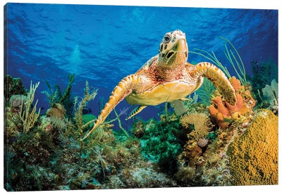 Hawksbill Turtle Swimming Through Caribbean Reef Canvas Art Print