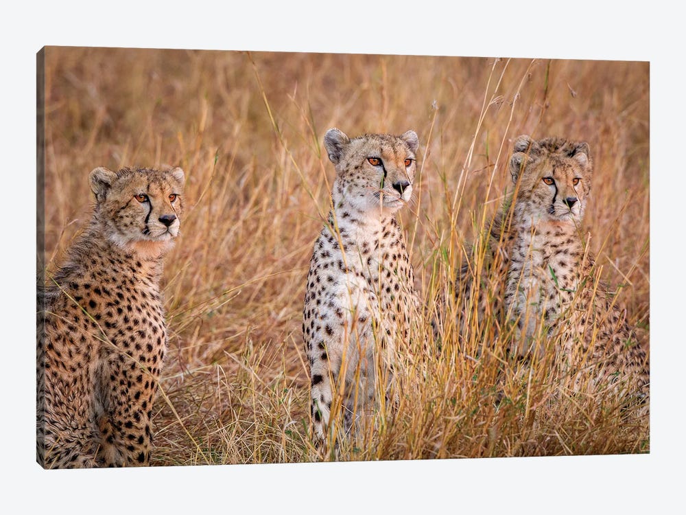 Cheetah Alpine Glow 1-piece Canvas Print