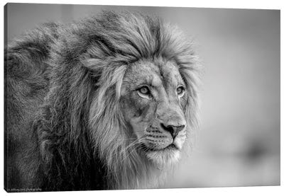 His Majesty.... Canvas Art Print - 1x Collection