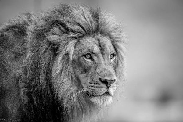 Lions: His Majesty.... by Jeffrey C. Sink