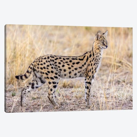 Serval Hunting Canvas Print #OXM3631} by Jeffrey C. Sink Canvas Wall Art